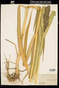 Echinochloa frumentacea image