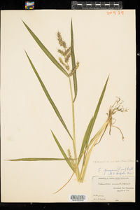 Echinochloa muricata image