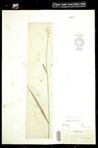 Elymus hystrix image