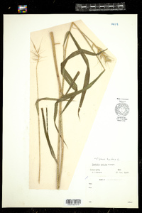 Elymus hystrix image