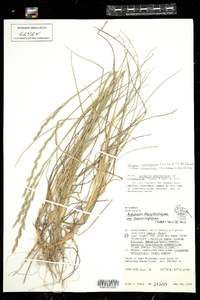 Elymus lanceolatus ssp. psammophilus image