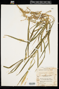 Elymus repens image