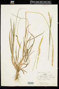 Elymus repens image