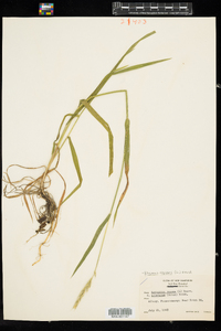 Elymus repens image