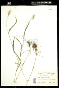 Elymus villosus image