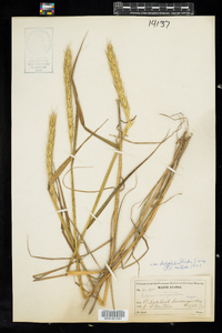 Elymus virginicus var. halophilus image