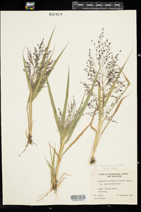 Eragrostis spectabilis image