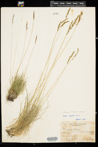 Festuca filiformis image