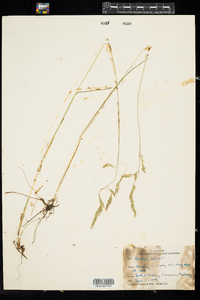 Festuca rubra ssp. rubra image