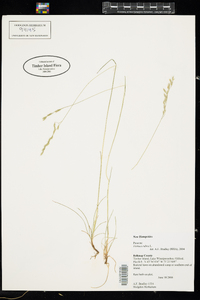 Festuca rubra ssp. rubra image