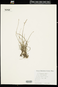 Festuca rubra ssp. rubra image