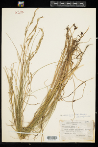 Festuca rubra image