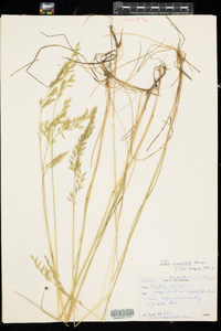 Festuca rubra image