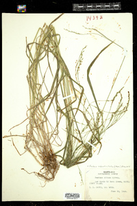 Festuca subverticellata image