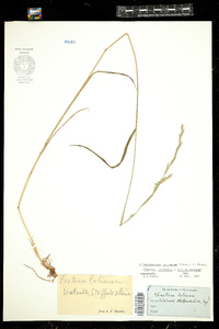 Image of Schedonorus festucaceus