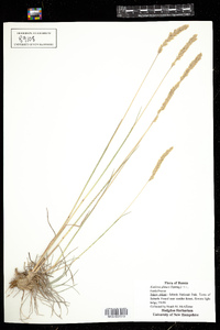Image of Koeleria glauca