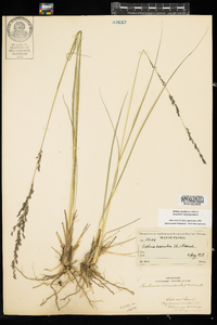 Molinia caerulea image