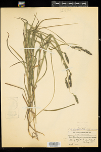 Muhlenbergia glomerata image