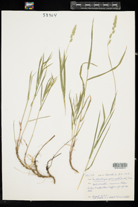 Muhlenbergia glomerata image