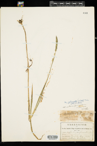 Muhlenbergia glomerata image