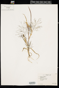 Panicum capillare image