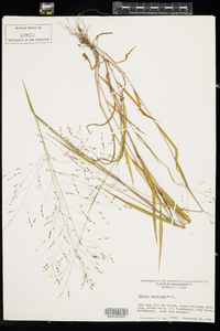 Panicum verrucosum image