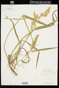 Phalaris arundinacea image