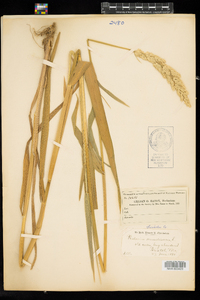 Phalaris arundinacea image