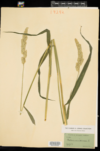 Phalaris arundinacea image