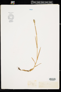 Phleum alpinum image