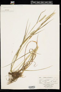 Phleum pratense image