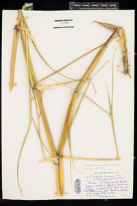 Phragmites australis image