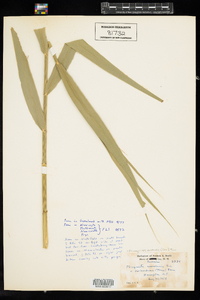 Phragmites australis image