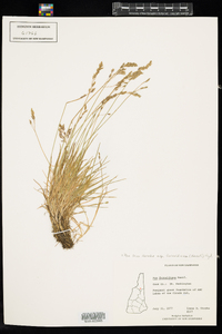 Poa laxa ssp. fernaldiana image