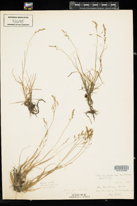 Poa laxa ssp. fernaldiana image
