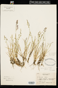 Poa laxa ssp. fernaldiana image