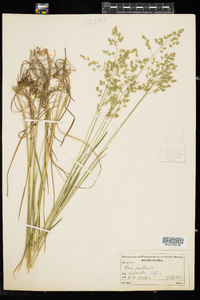 Poa pratensis image