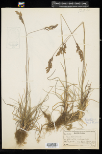 Poa pratensis image