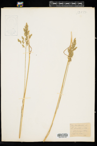 Poa pratensis image