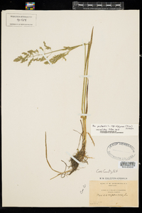 Poa pratensis ssp. alpigena image