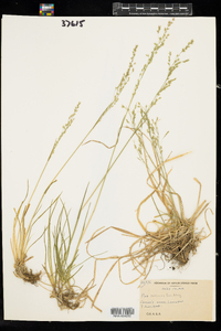 Poa saltuensis image