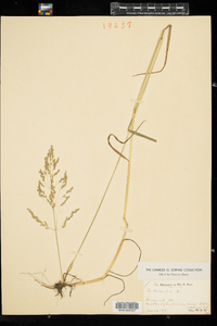 Poa trivialis image