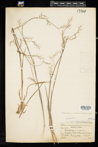 Schizachyrium scoparium image