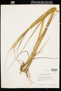 Spartina alterniflora image