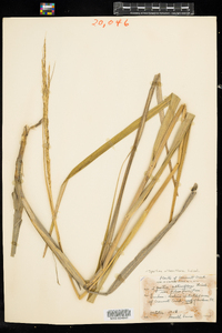 Spartina alterniflora image