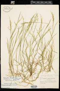 Torreyochloa pallida var. fernaldii image