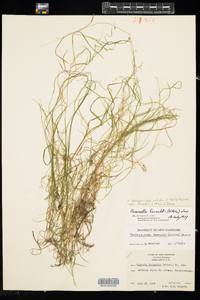 Torreyochloa pallida var. fernaldii image