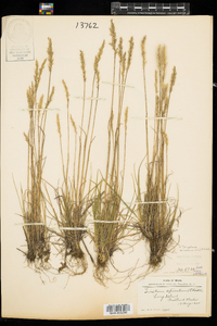 Trisetum spicatum image