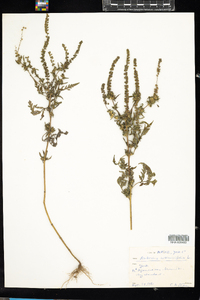 Ambrosia artemisiifolia image