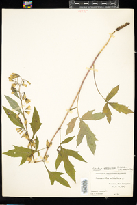 Prenanthes altissima image